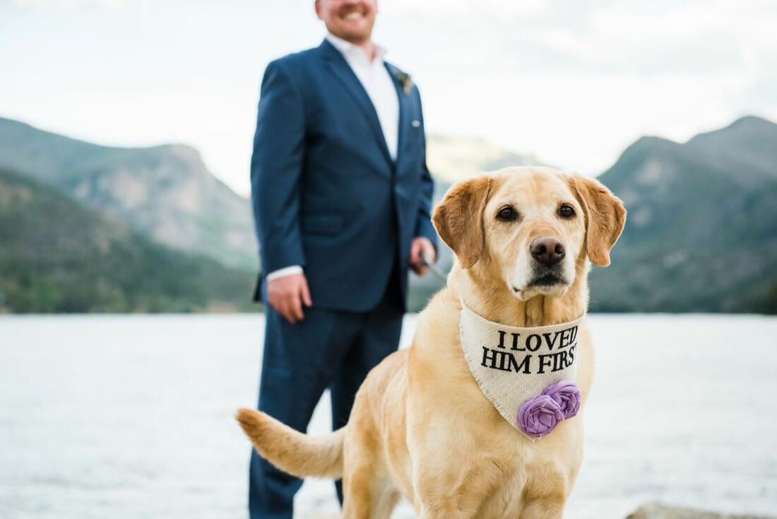 involve dog in wedding