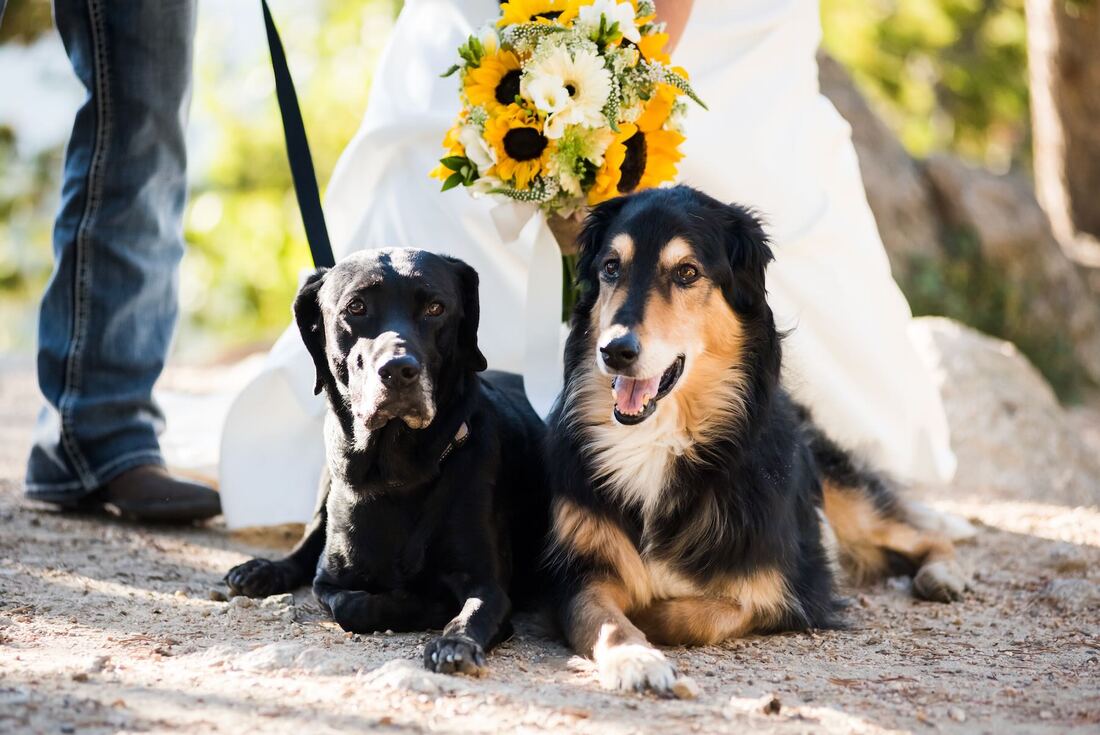 dogs-in-wedding-ideas