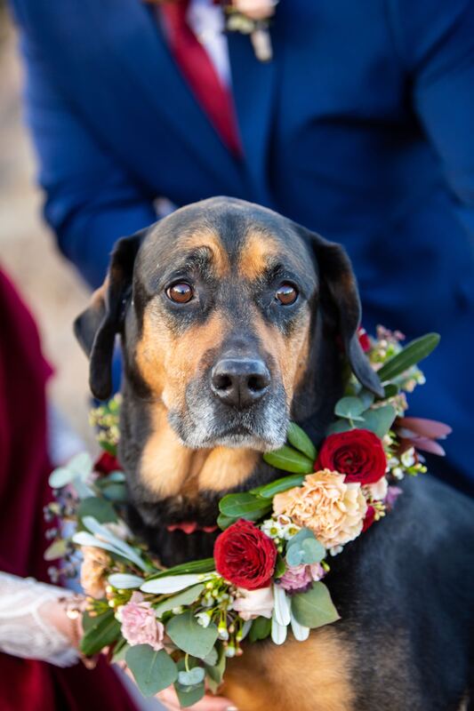 Dogs-in-wedding-ideas