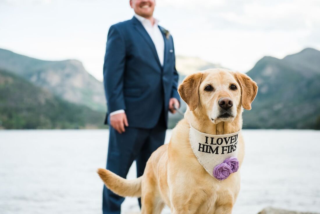 Dogs-in-wedding